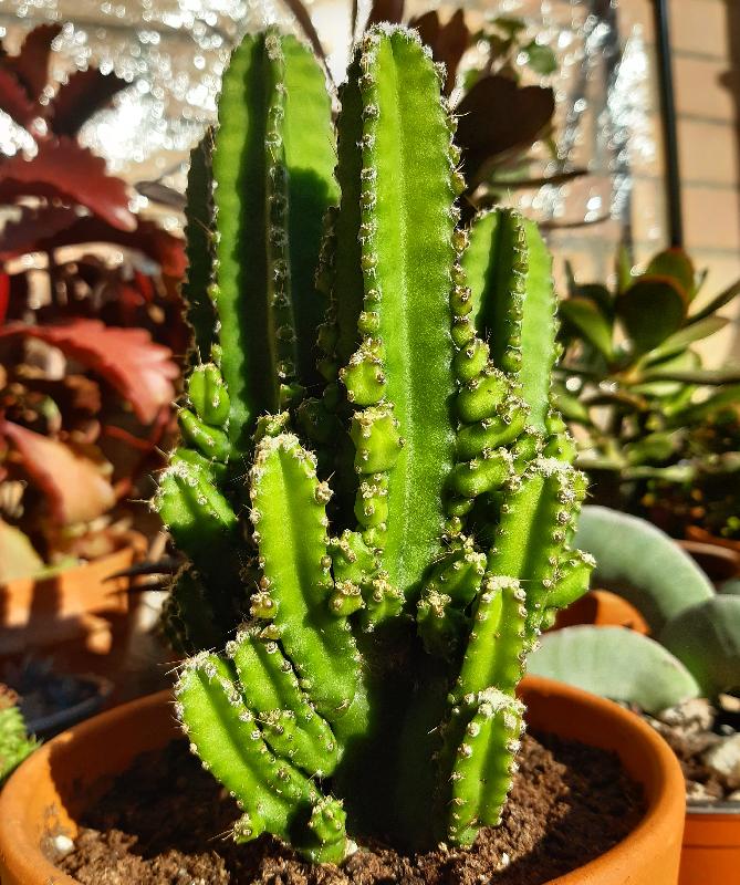 Cereus tetragonus .jpg